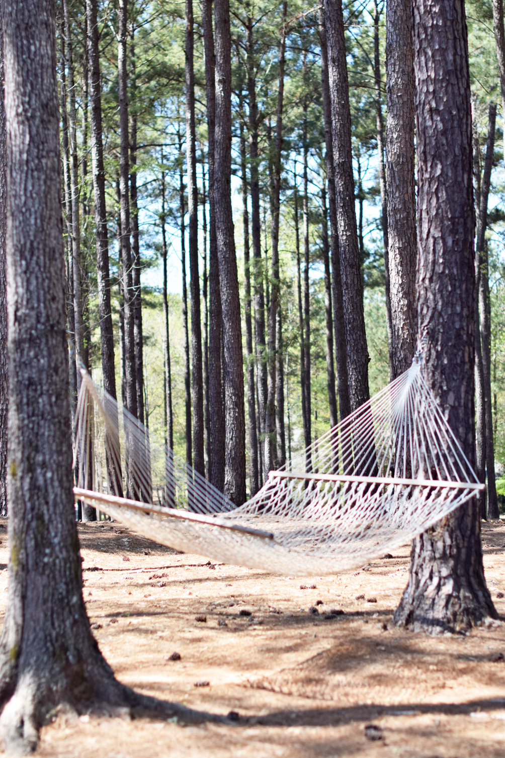 hammock in the woods on Lake Oconee - one brass fox