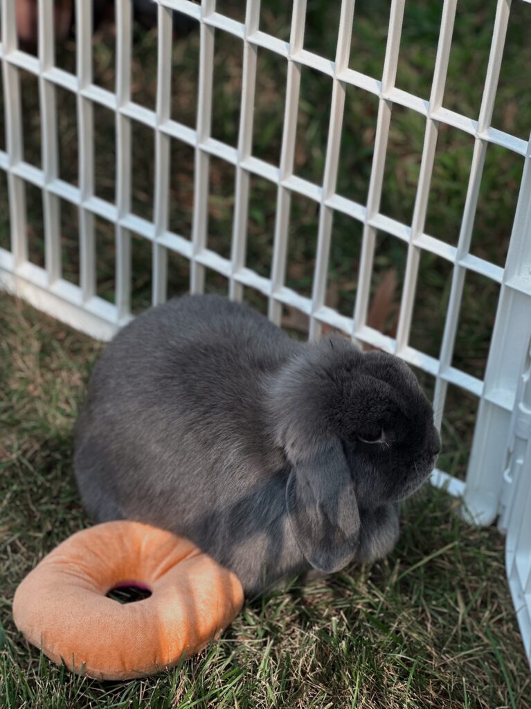 Bunny birthday party - five year old girl inspiration 